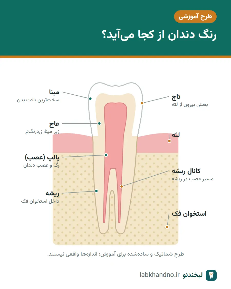 ساختار دندان؛ مینا، عاج و پالپ